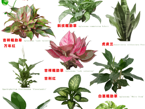  免扣圖植物花草花卉 
