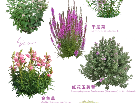  免扣圖花草花卉 