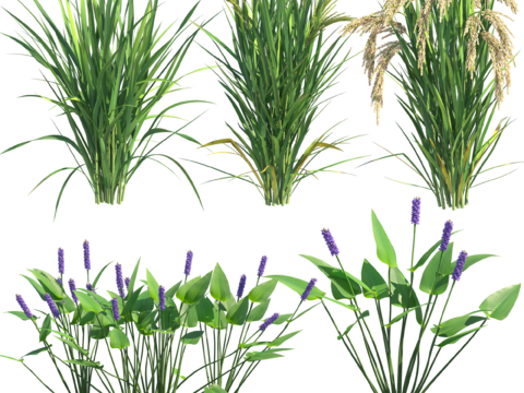  免扣圖觀賞植物 