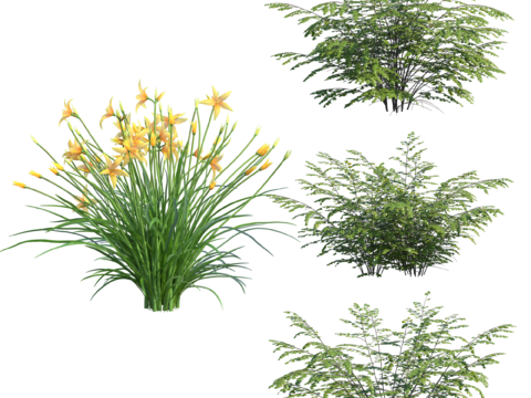  免扣圖觀賞植物 