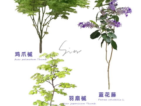  免扣圖植物 