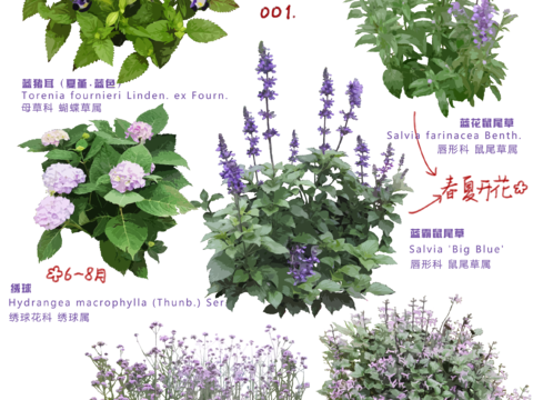  免扣圖植物花草花卉 