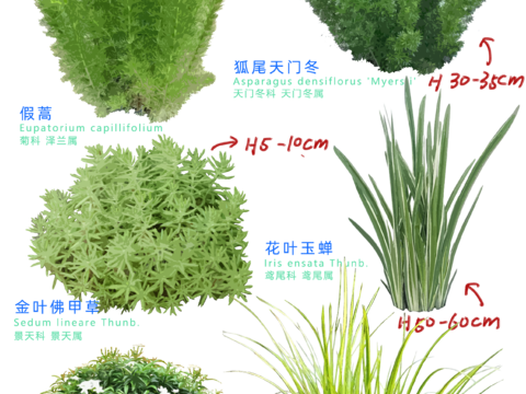  免扣圖觀葉植物 