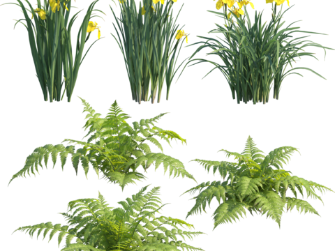  免扣圖觀賞植物 