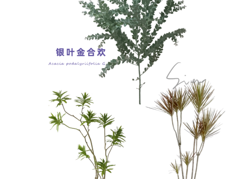  免扣圖植物 