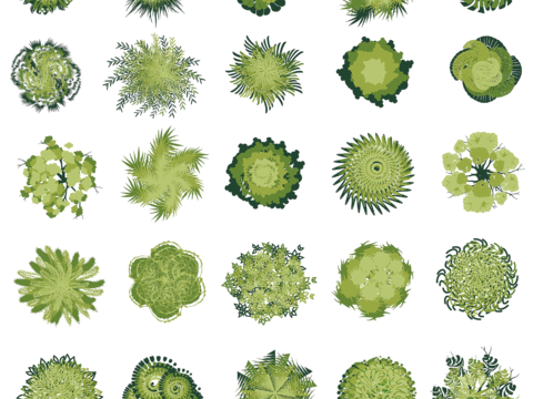  平面景观树免抠图 