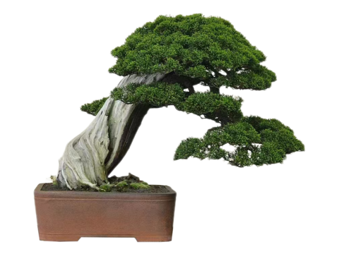  绿植 盆栽 松树 