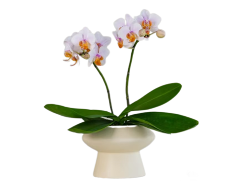  绿植 盆栽 蝴蝶兰 