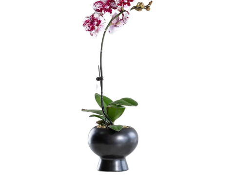  绿植 盆栽 蝴蝶兰 