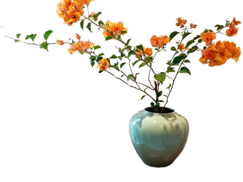  绿植 盆栽 鲜花 