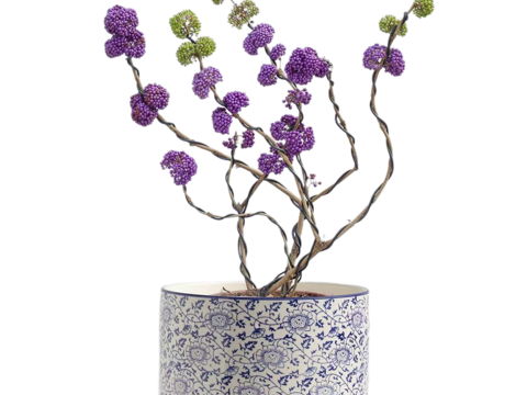  绿植 盆栽 紫珠 