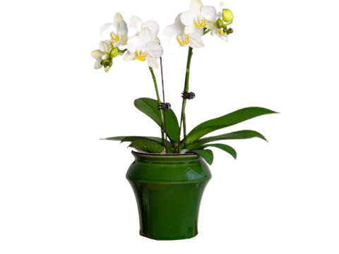  绿植 盆栽 蝴蝶兰 