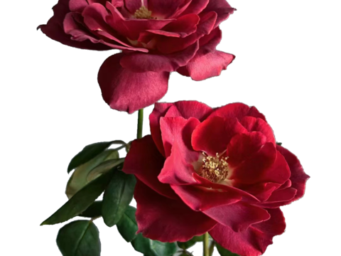  绿植 鲜花 玫瑰花 