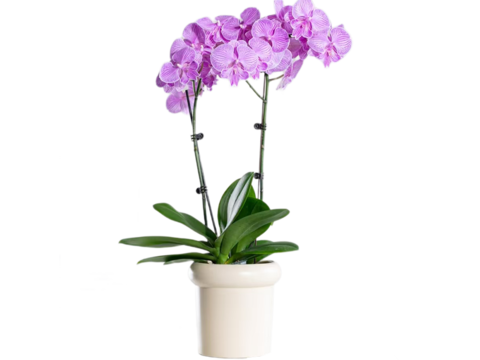  绿植 盆栽 蝴蝶兰 