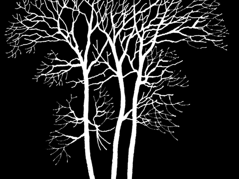  树影黑白凹凸 