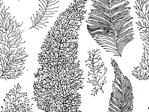  植物黑白凹凸 