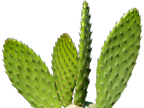  仙人掌  绿植 