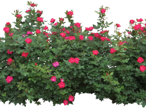  绿植 草丛 鲜花 