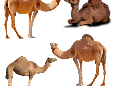  骆驼 