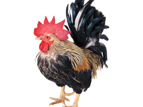  鸡 大公鸡 