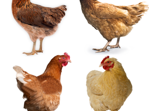  鸡 母鸡 大公鸡 