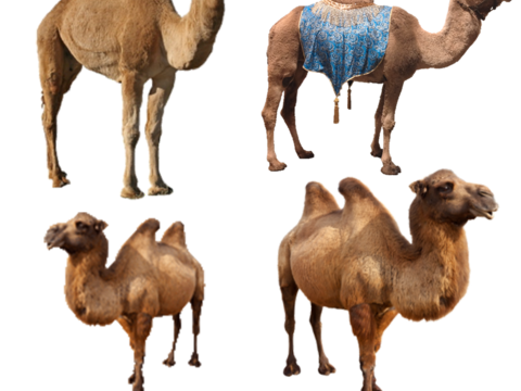  骆驼 