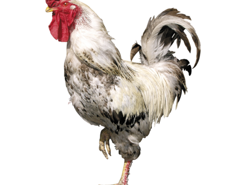  鸡 大公鸡 