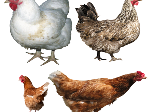  鸡 母鸡 大公鸡 