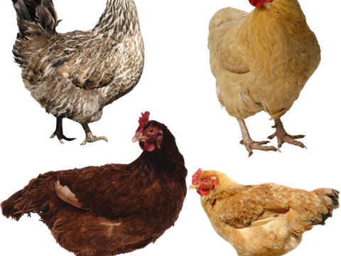  鸡 母鸡 大公鸡 