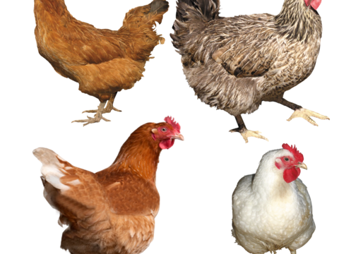  鸡 母鸡 大公鸡 