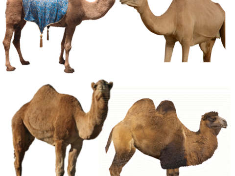  骆驼 