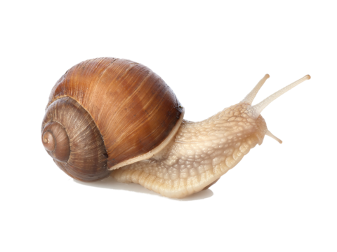  蜗牛 