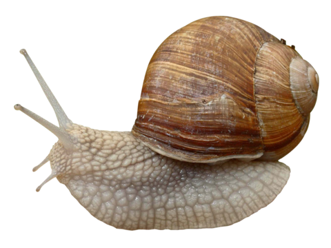  蜗牛 