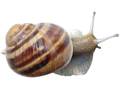  蜗牛 