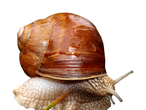  蜗牛 