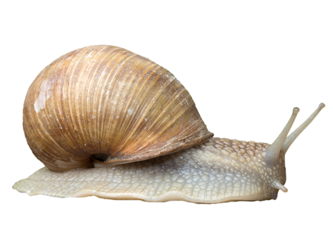  蜗牛 