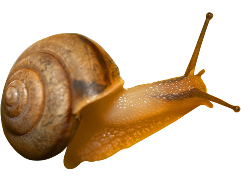  蜗牛 