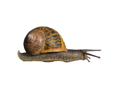  蜗牛 