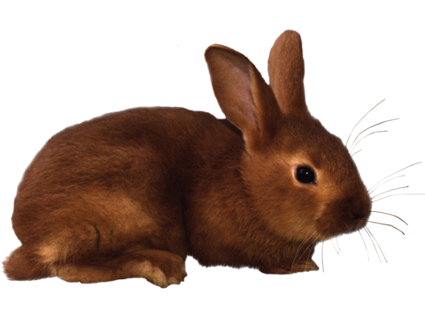  兔子 动物 