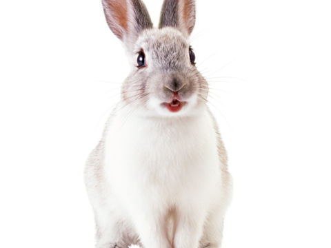  兔子 动物 