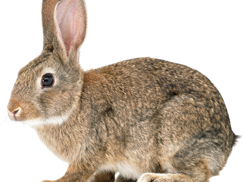  兔子 动物 