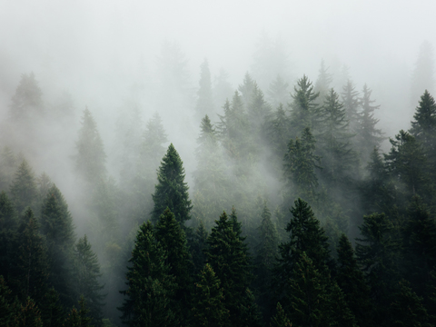  云雾森林外景贴图 