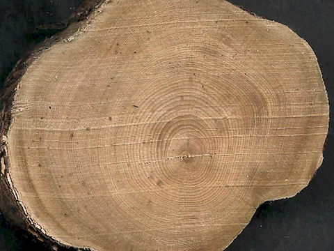  木纹 木材横截面 