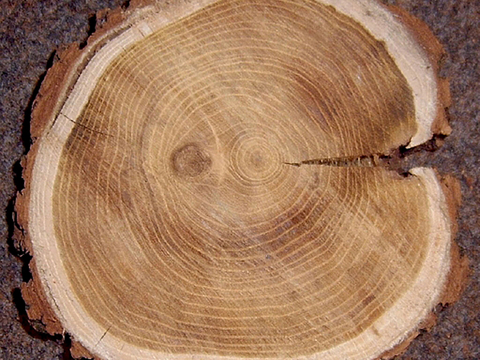  木材横截面 