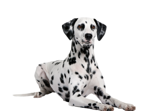  小狗 狗 斑点狗 动物 