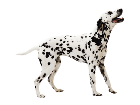  小狗 狗 斑点狗 动物 