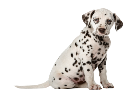  小狗 狗 斑点狗 动物 