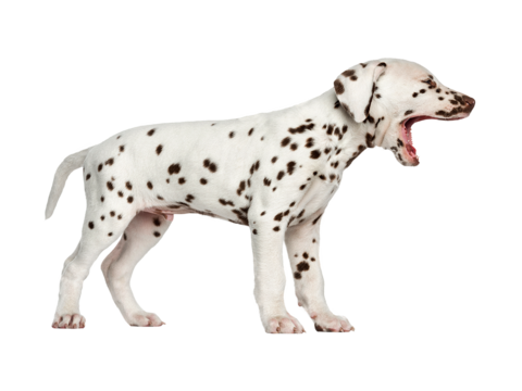  小狗 狗 斑点狗 动物 