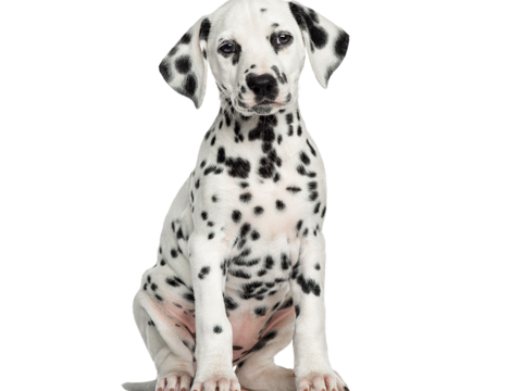  小狗 狗 斑点狗 动物 