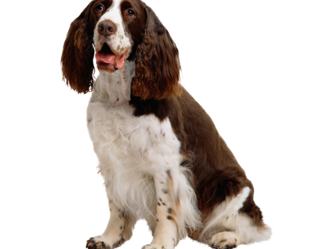  小狗 狗 斑点狗 动物 